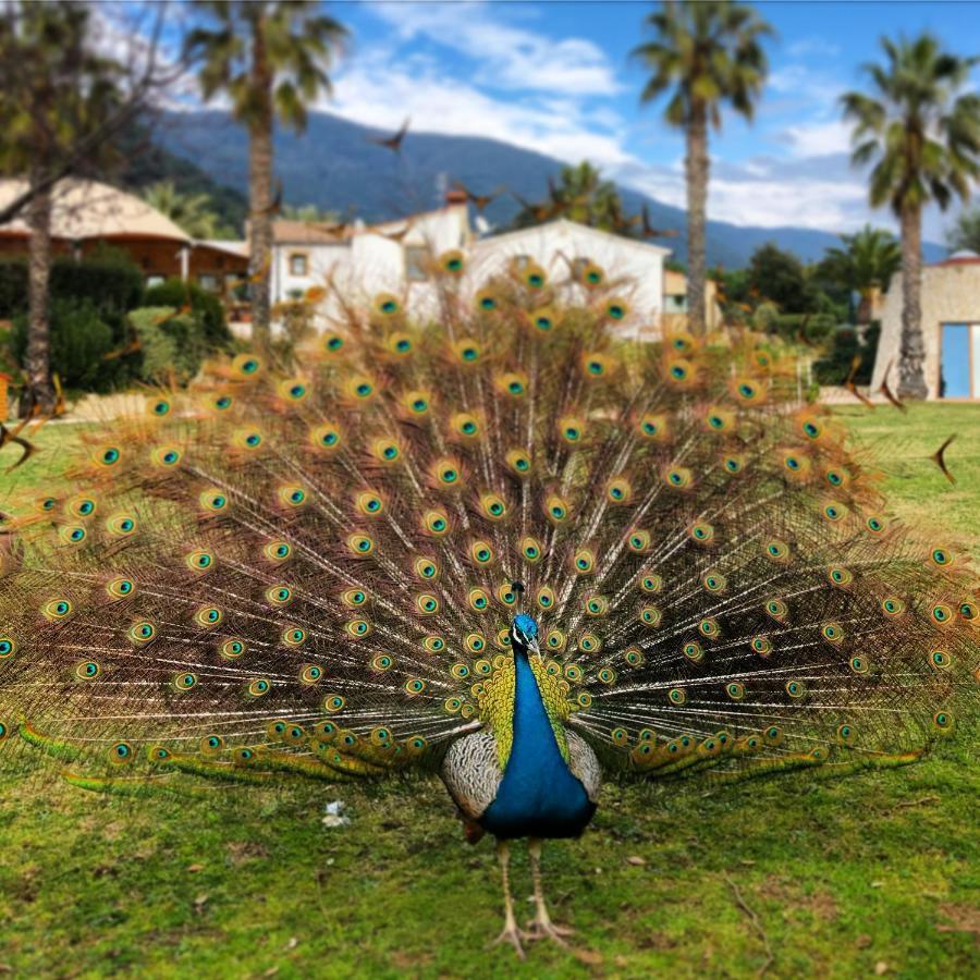 Can Jordi Del Montnegre Villa Sant Iscle De Vallalta Bagian luar foto